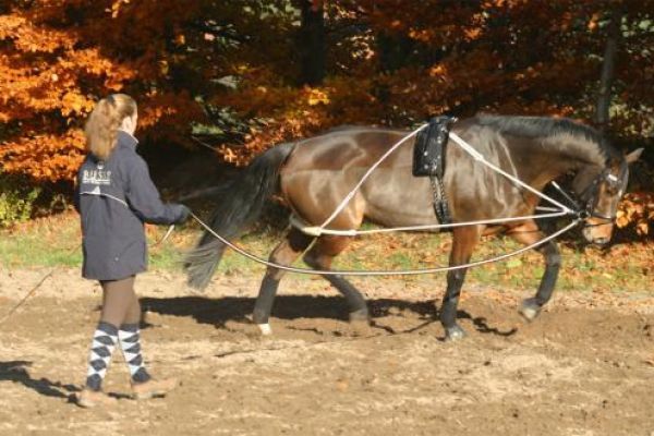 Busse Longierhilfe Profi