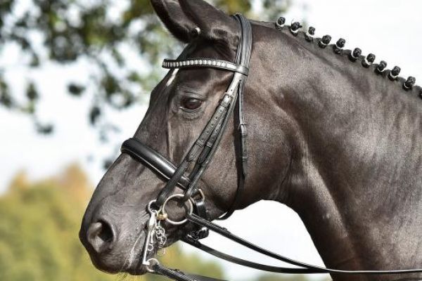 Busse Kandare Grand Prix